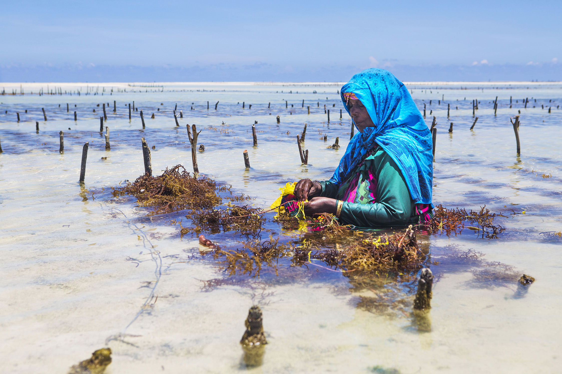 Seaweed Farming on Zanzibar
